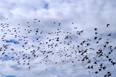 Starlings in flight - LenkaPage.com